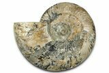 Cut & Polished Ammonite Fossil (Half) - Madagascar #347837-1